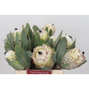 Protea Barbigera Ice Queen Air