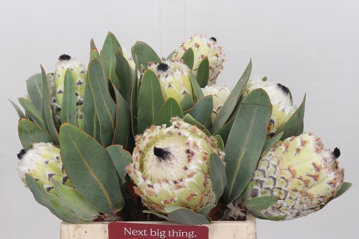 <h4>Protea Barbigera Ice Queen Air</h4>