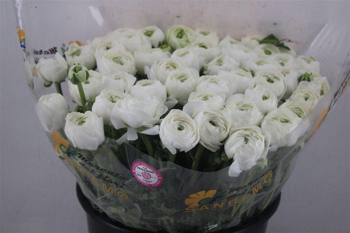 <h4>Ran Cloni Sup Cover</h4>