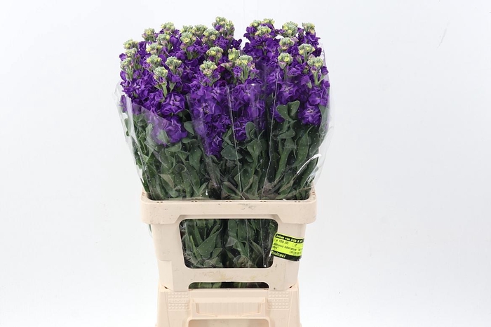 <h4>Matth Phantom Purple</h4>