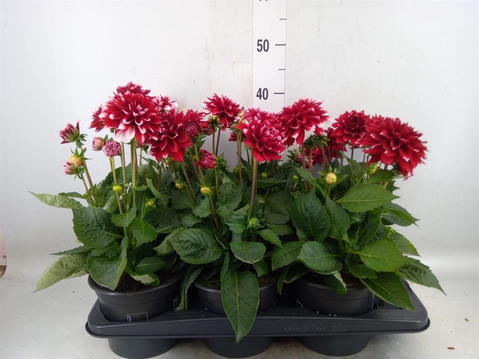 <h4>Dahlia DE 'Labella Grande RedWhite'</h4>