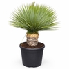YUCCA ROSTRATA HOGE STAM - 110CM