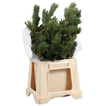 <h4>Pinus Mugo</h4>