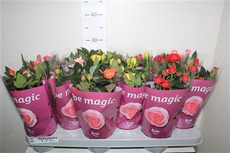 <h4>** Ro B Monde Gem 7 Srt Winter Promo *</h4>