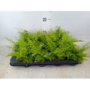 Nephrolepis exal. 'Green Fantasy'