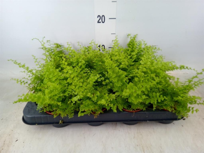 <h4>Nephrolepis exal. 'Green Fantasy'</h4>