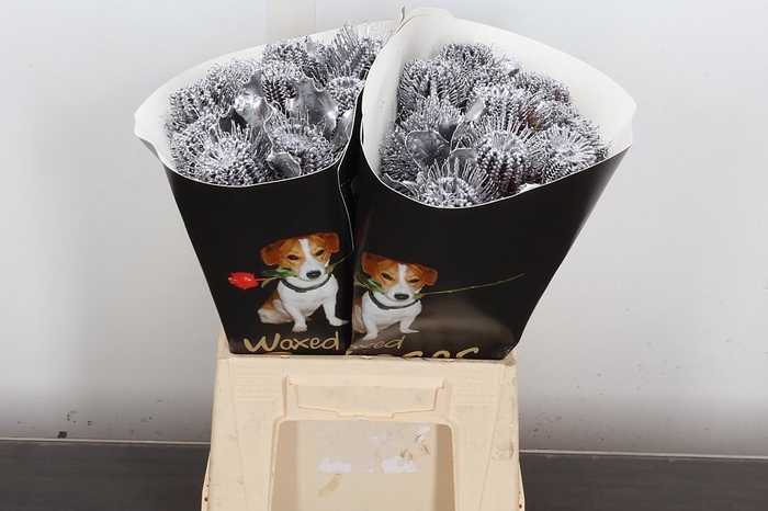 <h4>Banksia Wx Zilver</h4>