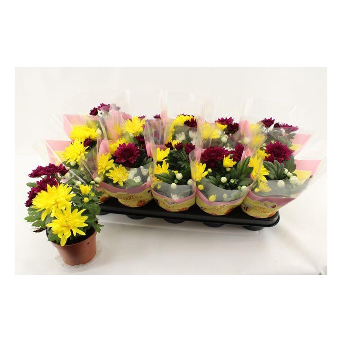 <h4>Chrys Gem In Pot</h4>