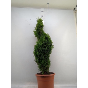 Thuja occid. 'Smaragd'