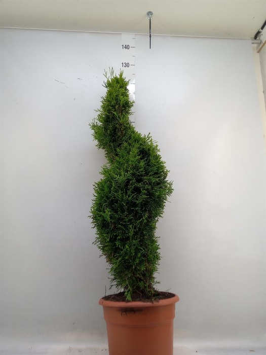 <h4>Thuja occid. 'Smaragd'</h4>