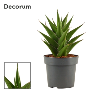 Sansevieria Temple Crown 14 cm (Decorum)