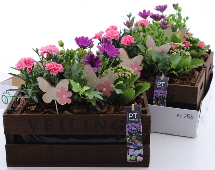 <h4>ARR TUINPLANTEN</h4>