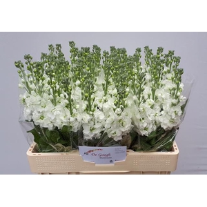 MATTHIOLA INCANA 'AIDA WHITE'
