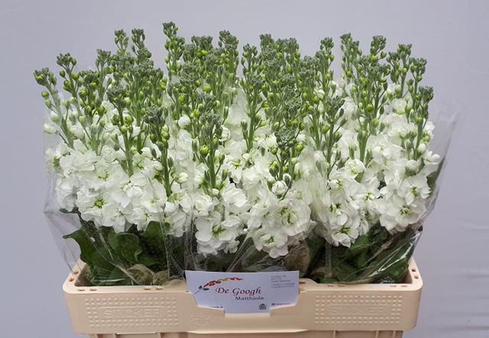 <h4>MATTHIOLA INCANA 'AIDA WHITE'</h4>