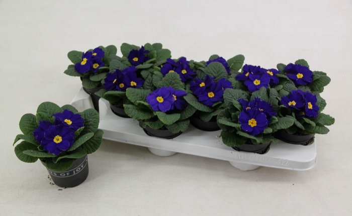 <h4>Primula ac. 'Cairo Blue'</h4>