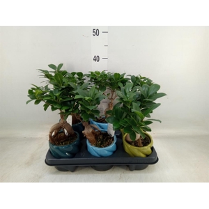 Ficus microcarpa 'Ginseng'