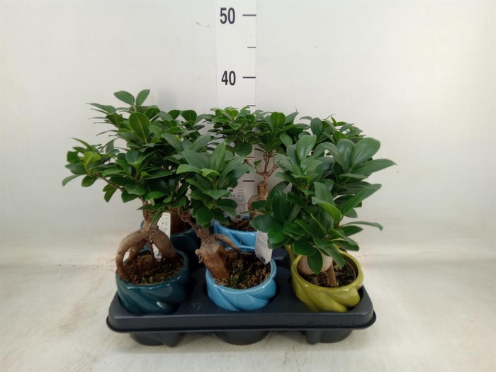 <h4>Ficus microcarpa 'Ginseng'</h4>