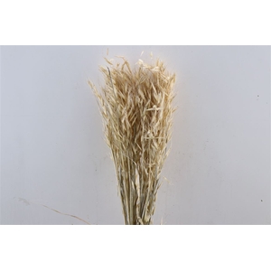 Dried Avena Frosted White Bunch