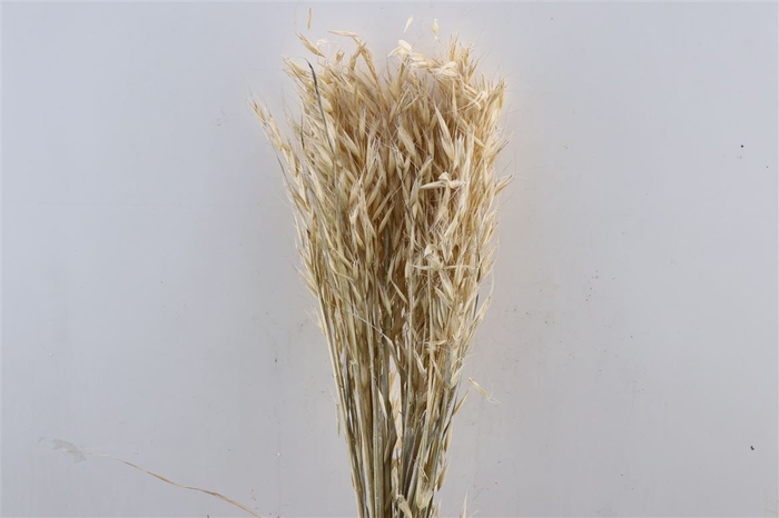 <h4>Dried Avena Frosted White Bunch</h4>