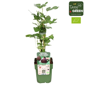 Ficus Gustissimo® Perretta® Bio P13