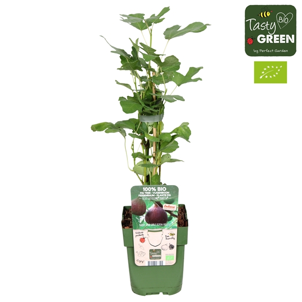 <h4>Ficus Gustissimo® Perretta® Bio P13</h4>