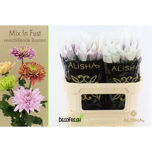 Chr G Mixed in Box