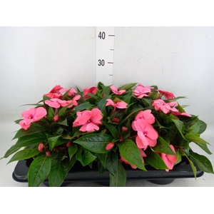 Impatiens NG 'ColPow Lavender Flam'