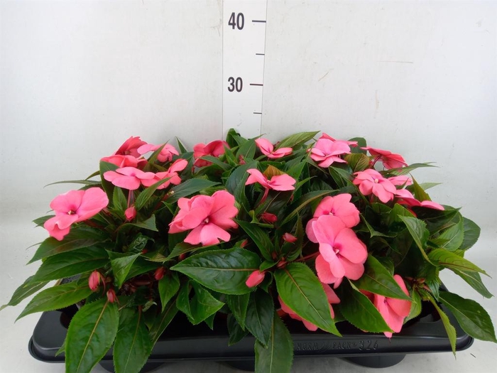 <h4>Impatiens NG 'ColPow Lavender Flam'</h4>