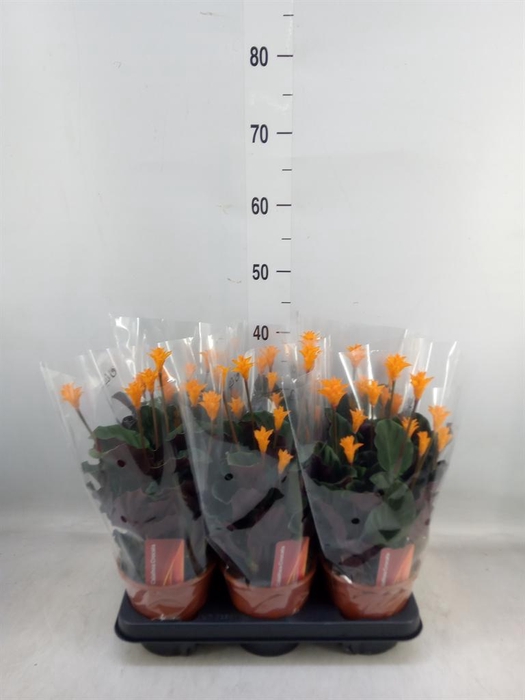 <h4>Calathea crocata</h4>