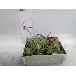 Tillandsia