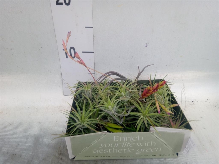 <h4>Tillandsia</h4>