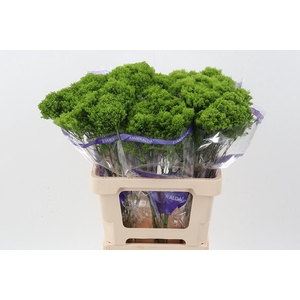 Trach Jade Green 70cm