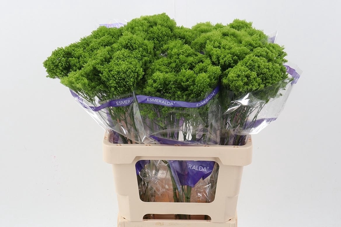 <h4>Trach Jade Green 70cm</h4>