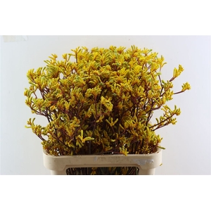 Anigoz Yellow