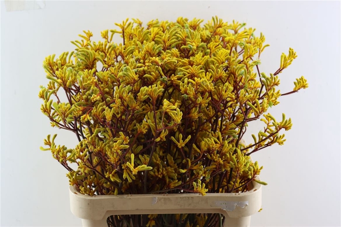 <h4>Anigoz Yellow</h4>