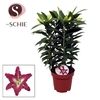 Lilium Or Entertainer 17cm