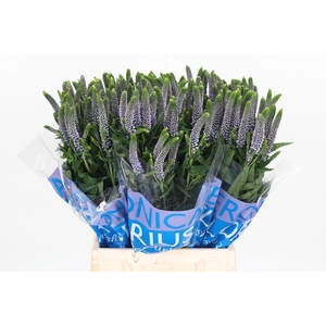 Veron Smart June Milka