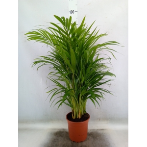 Dypsis lutescens   ...Chrysalidoca