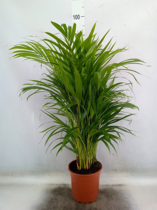 <h4>Dypsis lutescens   ...Chrysalidoca</h4>