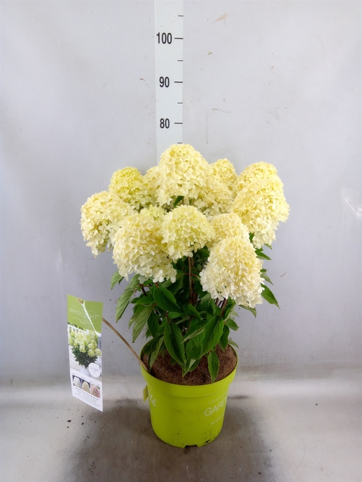 <h4>Hydrangea pan.</h4>