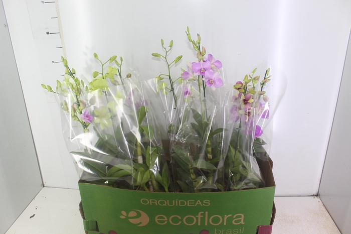 <h4>DENPHALAEN P15</h4>