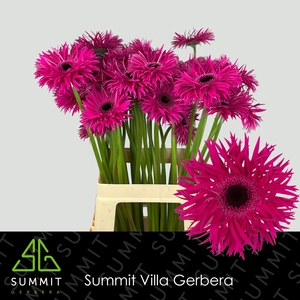 Gerbera Spider Renegade Water x40