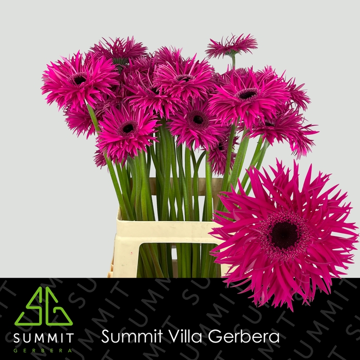 <h4>Gerbera Spider Renegade Water x40</h4>