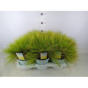 Festuca glauca 'Amigold'