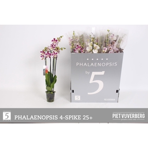 PHAL OV WIT