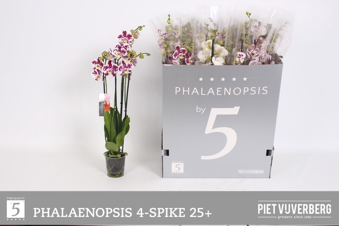<h4>PHAL OV WIT</h4>