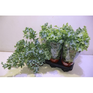 arr8 Phlebo A Davana