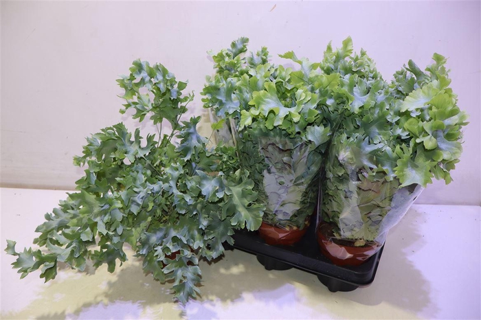 <h4>arr8 Phlebo A Davana</h4>