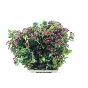 VIBURNUM BERRIES XXL