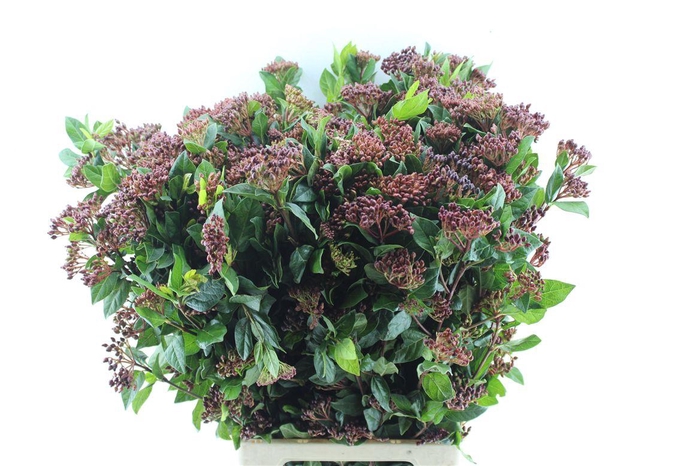 <h4>VIBURNUM BERRIES XXL</h4>